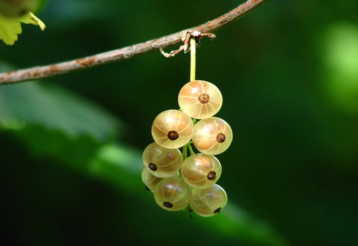冷冻虾仁 冷冻的虾仁怎么做好吃