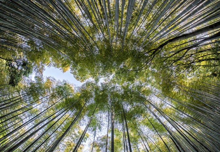 奇瑞油电混合2025新款