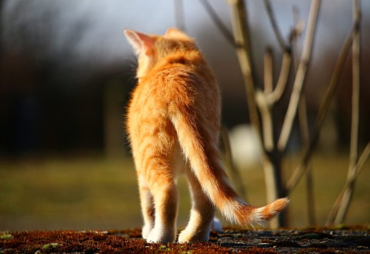 养了八年的猫撕咬主人还能养吗