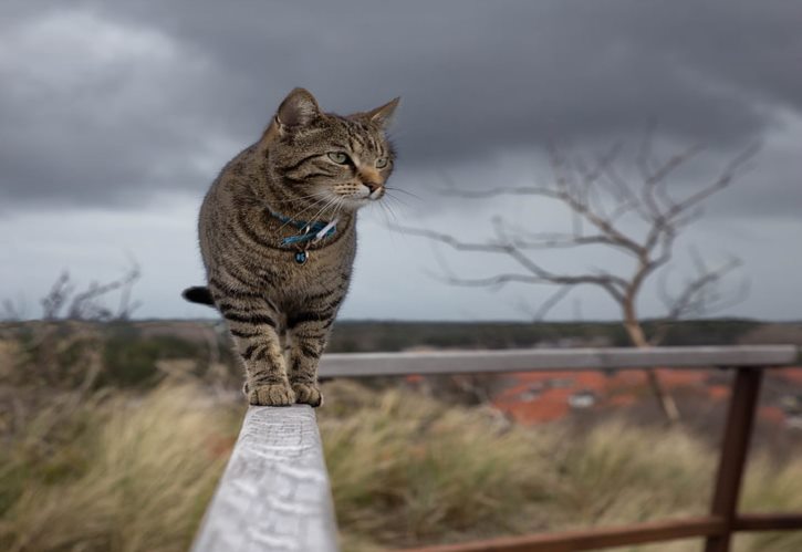 猪会保护主人吗 人躺在猪圈会被吃吗