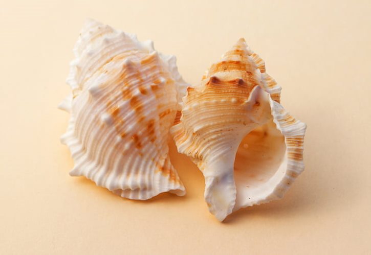 马斯克脑机接口重大消息